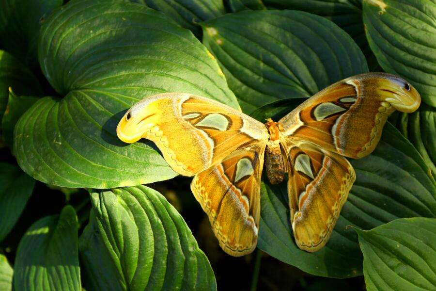 Радужные крылья: какие бабочки самые красивые?