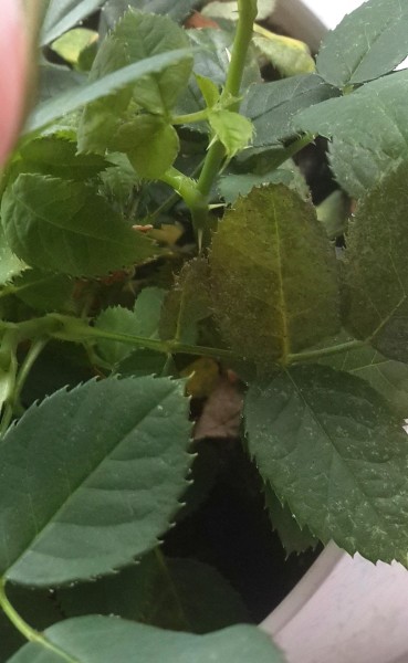 Как спасти комнатную розу от болезней и вредителей? Как спасти комнатную розу от болезней и вредителей?