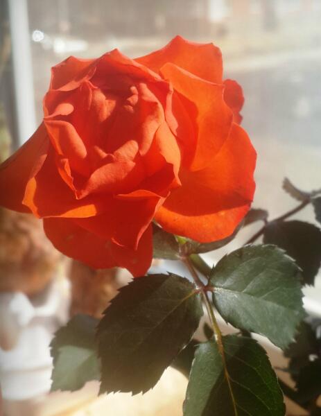 Как спасти комнатную розу от болезней и вредителей? Как спасти комнатную розу от болезней и вредителей?