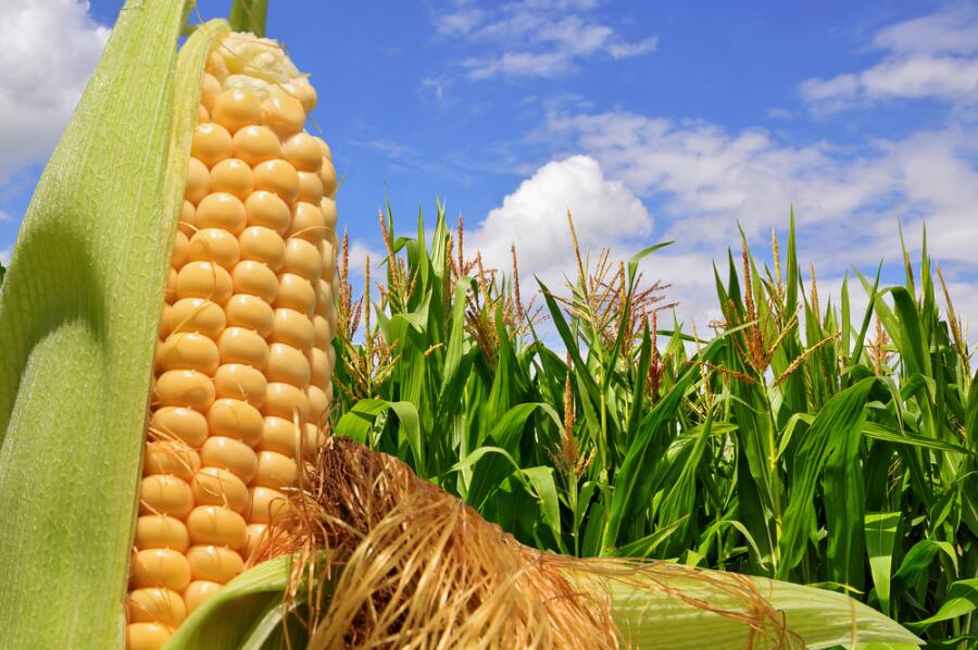 Почему стоит включить в свой рацион кукурузу?