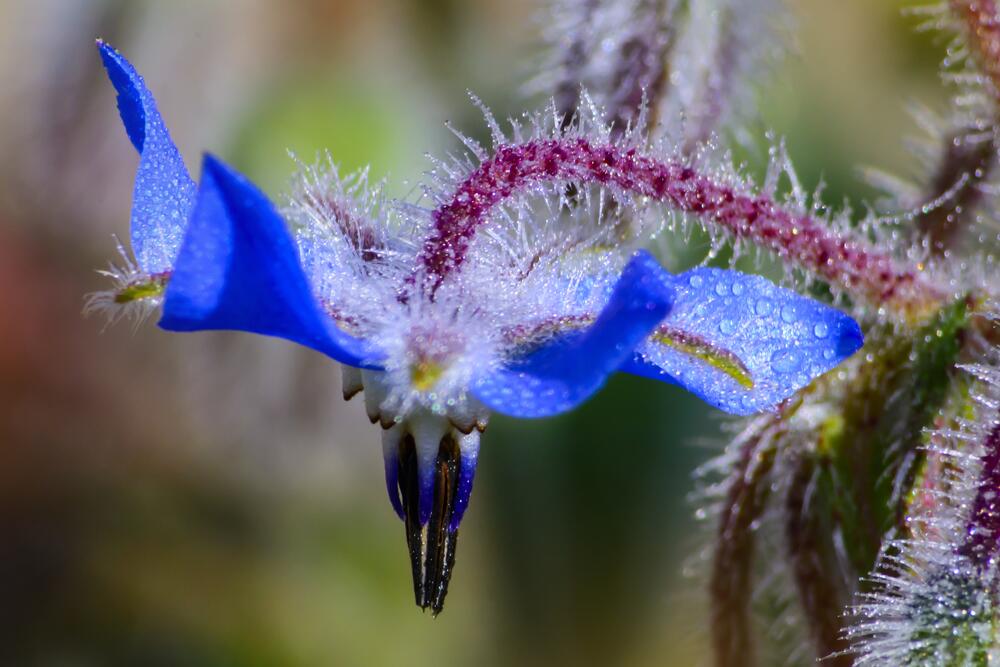 По огуречному озеру между. Огуречный цветок синий. Синий цветок похож на огуречную траву. Бораго фото. Либациус бораго.