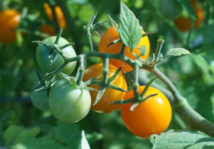 Что надо томату для нормальной жизни?  Хит-парад страхов и желаний томата.