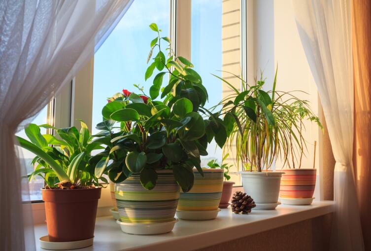 Зачем нужны растения в городских квартирах?