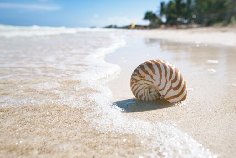 Леонардо Пизанский. Что придумал счастливчик?