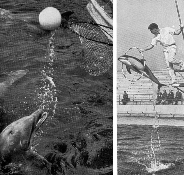 Викторина о китах и дельфинах - 5. А дельфины добрые?