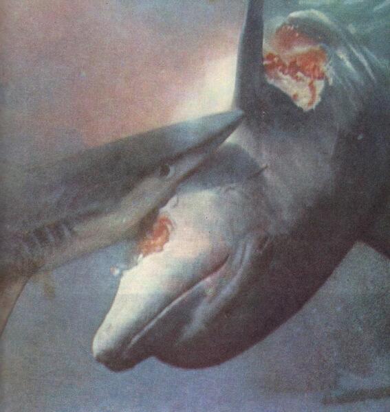 Акула пожирает дельфина