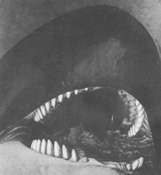 Пасть косатки