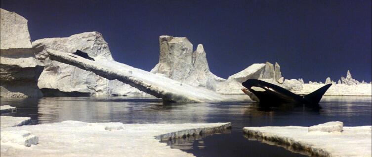 Викторина о китах и дельфинах - 5. А дельфины добрые?