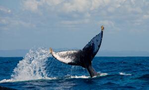 Викторина о китах и дельфинах - 7. Зачем охотились на китов?