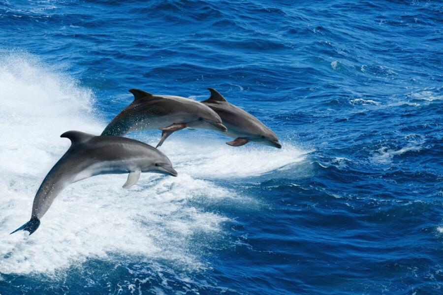 Викторина о китах и дельфинах - 6. А дельфины умные?