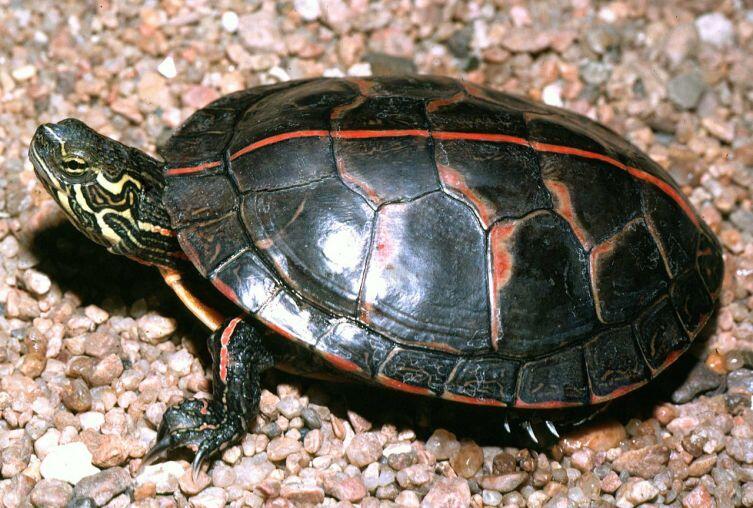 Расписная черепаха обитает в Алабаме