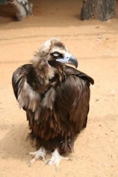 "Кто чучело? Я экспонат!"