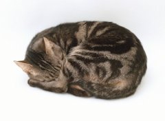 Кошачий образ жизни предполагает сон в течение большей части суток...