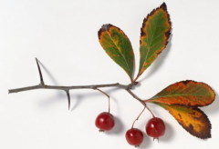 Боярышник, как яблоня и груша, относится к семейству розанных...