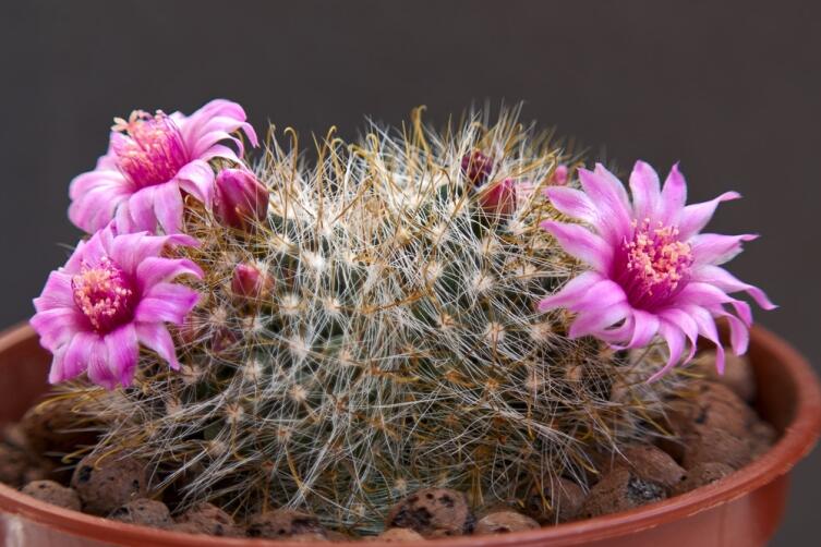 Маммиллярия