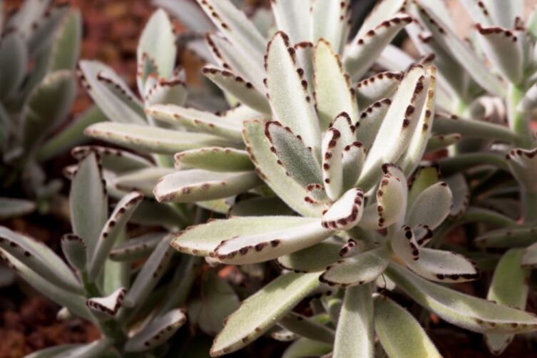 Каланхоэ войлочное (Kalanchoe tomentosa)