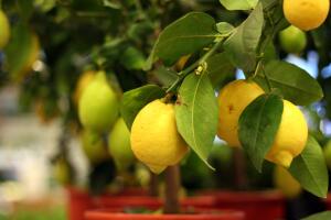 Как вырастить лимон в домашних условиях?