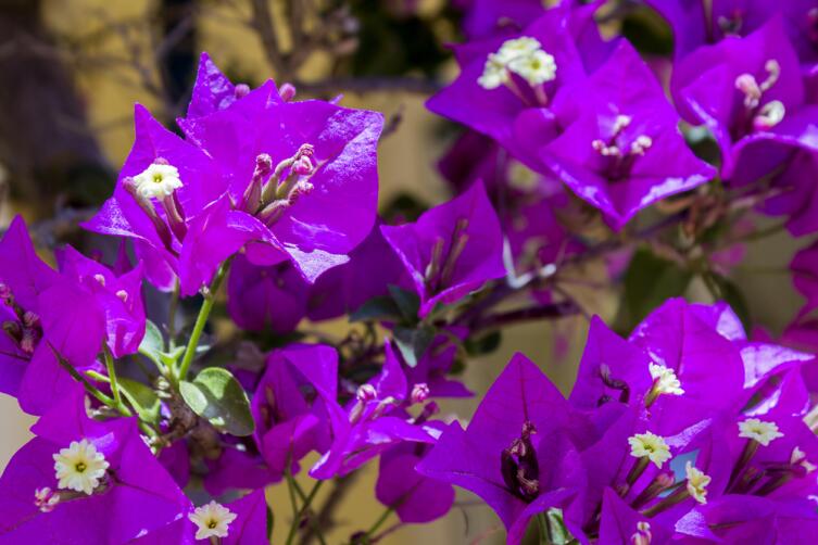 Бугенвиллия