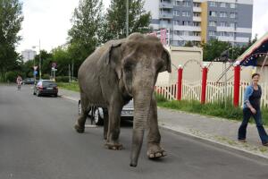 По улице слона водили... По какой?