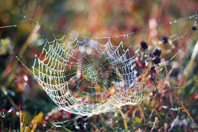 Ребёнок познаёт мир: как сделать этот процесс увлекательным? Как цветы стали разноцветными Ребёнок познаёт мир: как сделать этот процесс увлекательным? Как цветы стали разноцветными