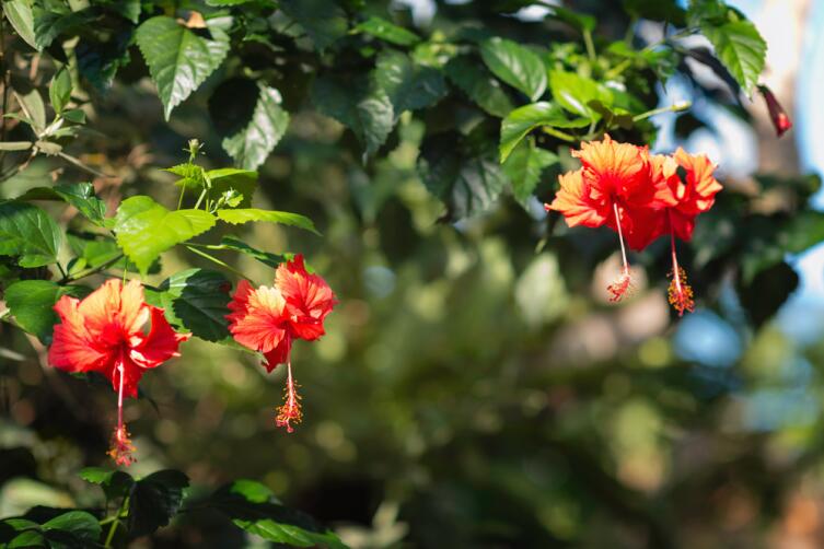 Гибискус (Hibiscus)