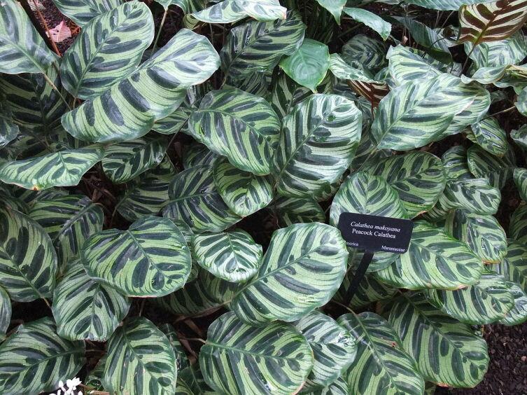 Калатея Макоя (Calathea makoyana)