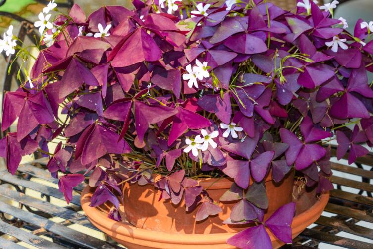 Кислица (Oxalis triangularis)