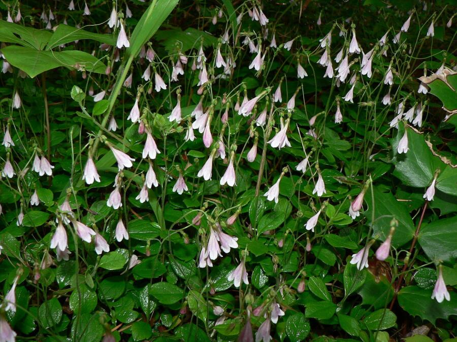 Цветущая Линнея (Linnaea) — любимое растение Карла Линнея