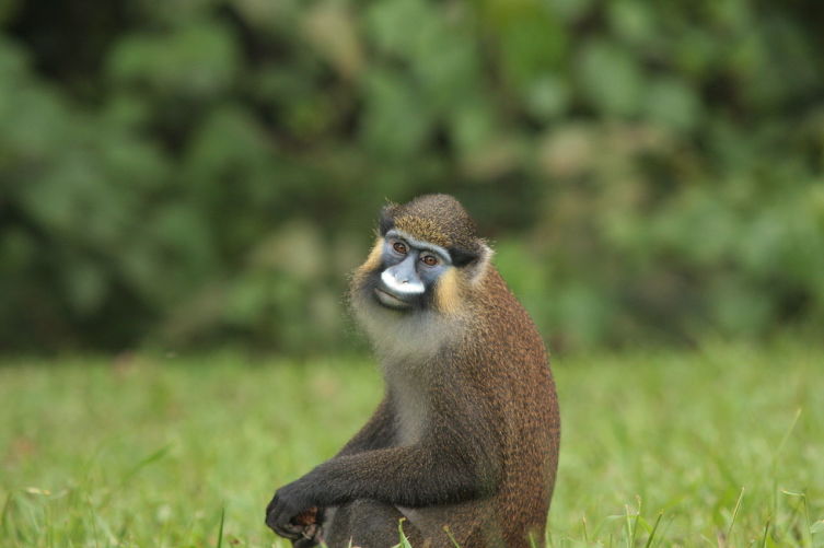Голуболицая мартышка (Cercopithecus cephus)