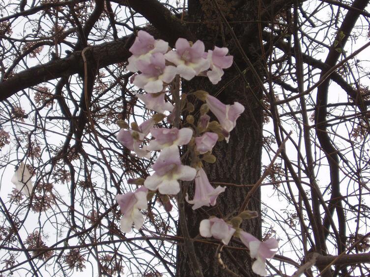 Цветки Павло́внии (Paulownia fortunei)