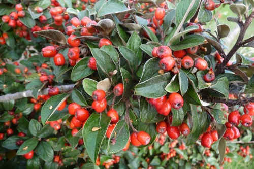 Кизильник Франше Кизильник Франше