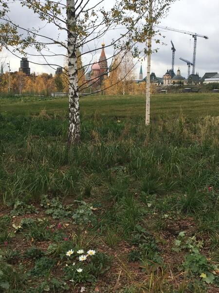 Осенние ромашки разнообразят несколько унылый вид Осенние ромашки разнообразят несколько унылый вид