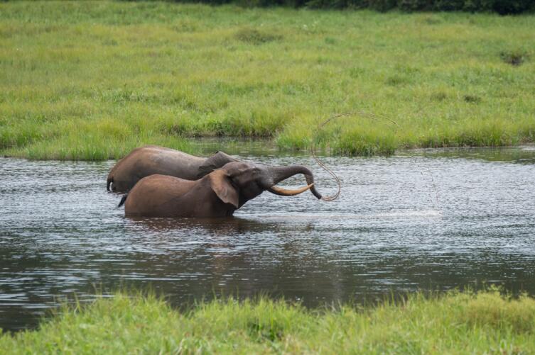Слоны купаются в притоках Конго