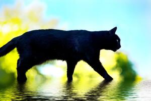 Что делать, если черная кошка перешла вам дорожку? Истоки суеверия