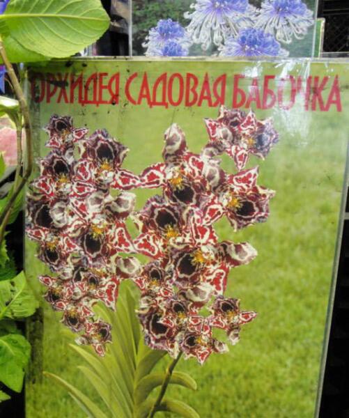 Садово-огородные советы онлайн: кому стоит доверять и как определять экспертов?