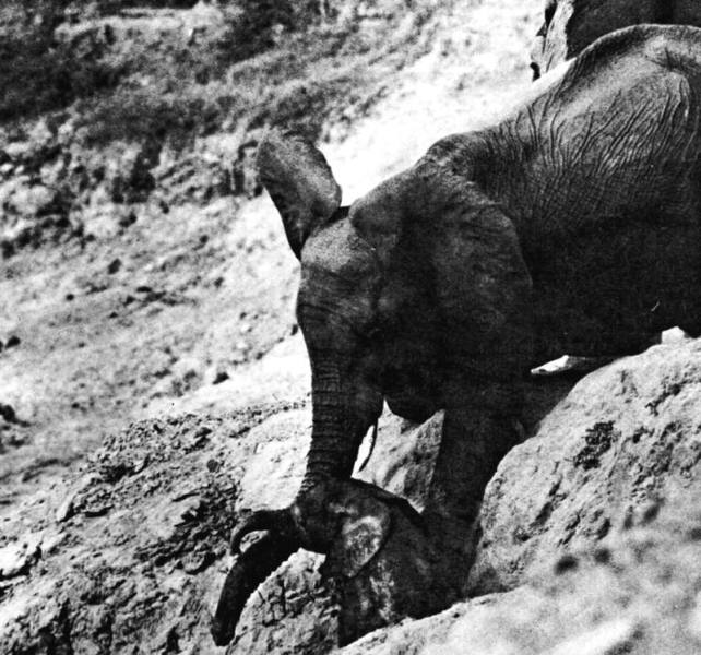 Слониха помогает взобраться на склон слонёнку, повредившему ногу