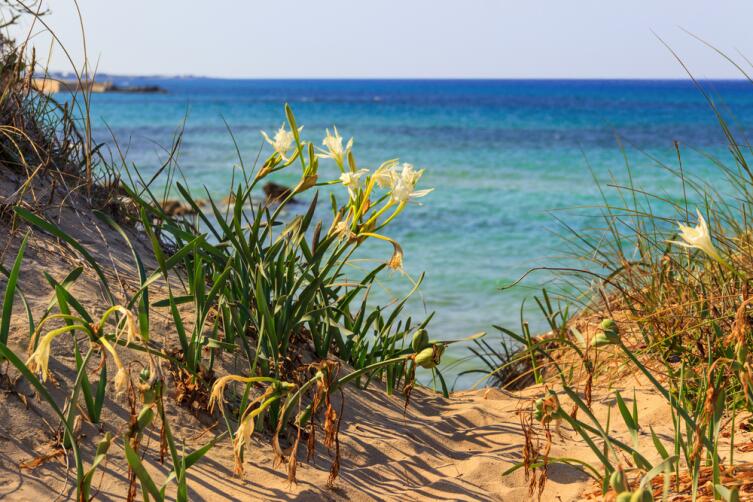 Панкраций морской  (Pancratium maritimum)