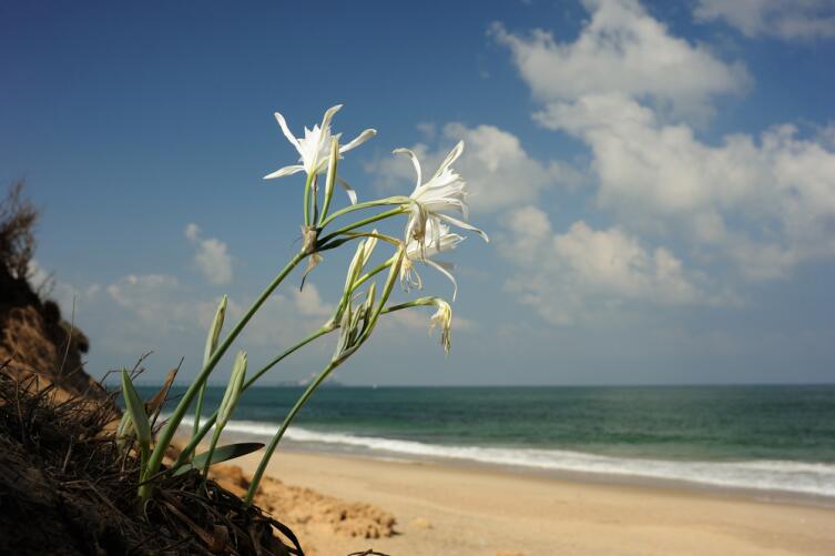 Панкраций морской  (Pancratium maritimum)