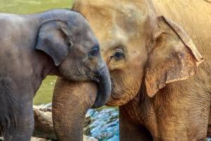 Слонопедия–1. Что означает фраза «розовый слон в комнате»?