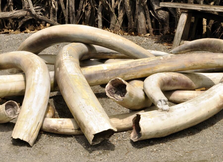 Слонопедия–3. Что мы знаем о слоновой кости и слоновьих кладбищах?