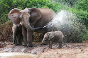 Слонопедия–4. Как слоняются слоны?