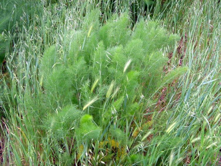 Анис (Pimpinella anisum)