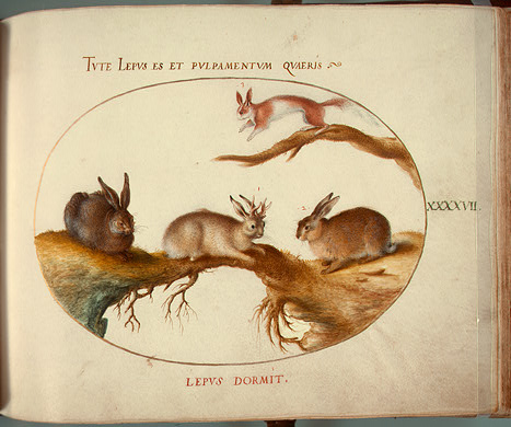 Рогатый заяц на гравюре Хуфнагеля