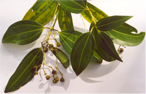 Коричник цейлонский (Cinnamomum verum)