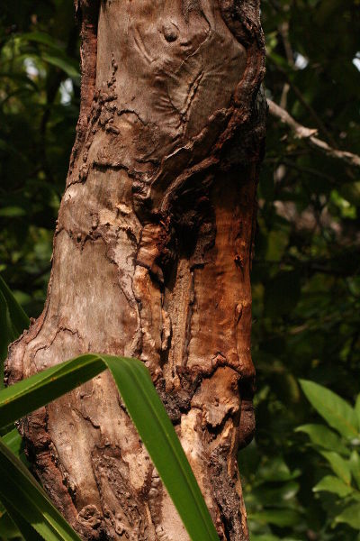 Коричник цейлонский (Cinnamomum verum)