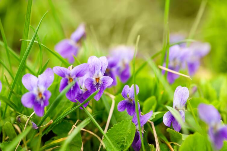 Фиалка сестринская (Viola sororia)