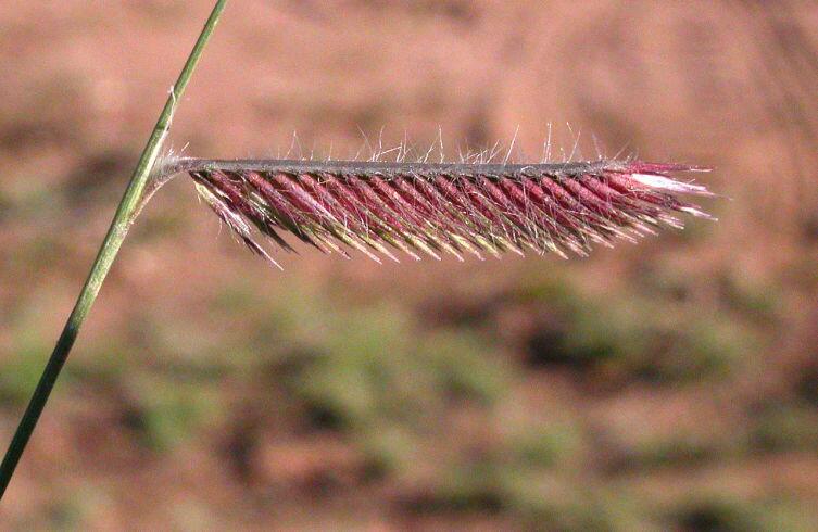 Соцветия бизоньей травы