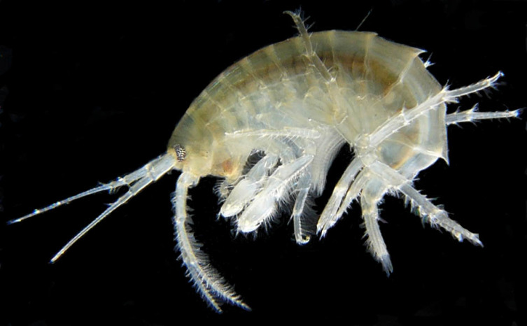 Мормыш (Gammarus roeselii)