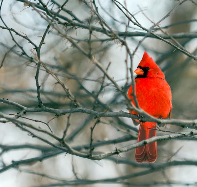 Красный кардинал