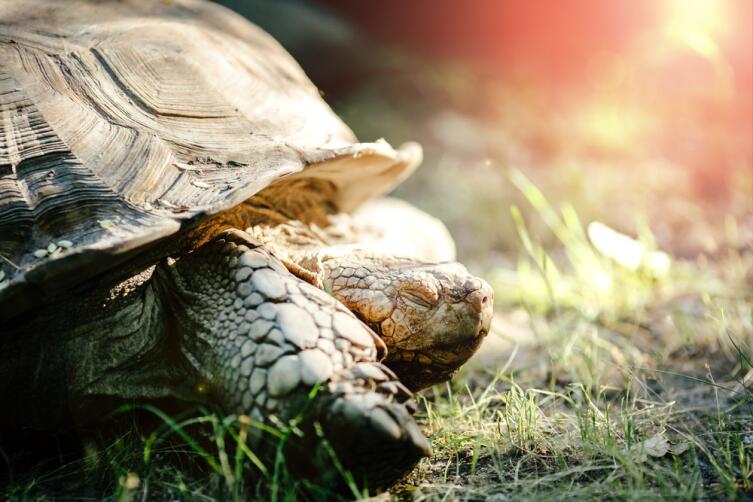 Где лежит ключ к молодости?